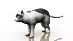 Polite Cat Meme 3d model 3D model
