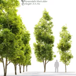 Pyramidalis black alder- Alnus glutinosa Pyramidalis 3D model