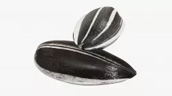 Seeds sunflower 04 3D model