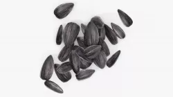 Seeds sunflower 06 3D model