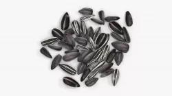 Seeds sunflower 09 3D model