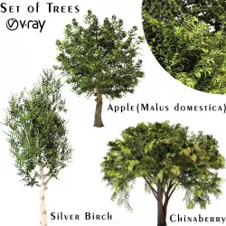 Set of Trees - Chinaberry and Silver Birch and Apple 3D model