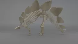 Stegosaurus Skeleton 3D model