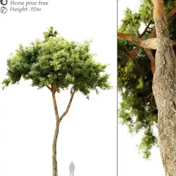 Stone pine 3D model