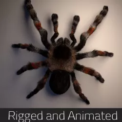 Tarantula groomed rigged and animated in Maya 3D model