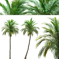 Two Date palm tree 3D model