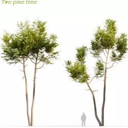 Two tall pine tree 3D model