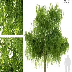 Weeping willow tree 3D model