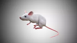 White Mouse Mice Low Poly Rigged  Low-poly 3D model