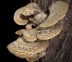 Wood Mushrooms on a Trees - Polyporus Squamosus Fungi Low-poly 3D model