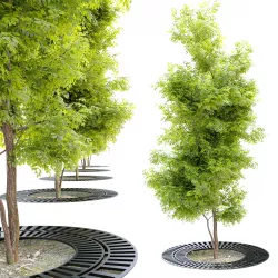 young tree with metal grate 3D model