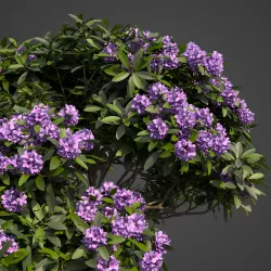 2021 PBR Common Rhododendron Collection  3D model
