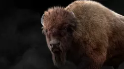 3D Bison Male  3D model