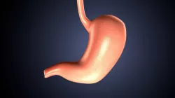 3d rendered of human stomach system 3D model