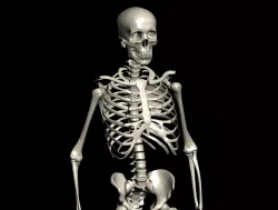 3D Skeleton 3D model