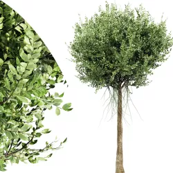 Agar wood tree AVATAR collection 1 trees in the scene 3D model