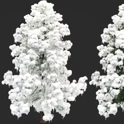Alaska Cedar-Snow Winter tree collection 1 tree in the scene 3D model