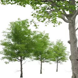 American Beech or Fagus grandifolia Tree - 1 Tree 3D model