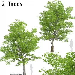 American Beech or Fagus grandifolia Tree - 2 Trees 3D model