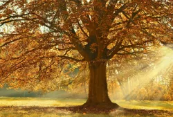 Autumn 3D model