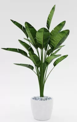 Bird of Paradise Plant Model - Strelitzia Nicolai Regel 3D model