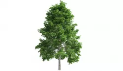 Black Gum Tree Low-poly 3D model