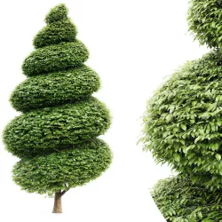 Burford Holly Spiral Topiary collection 1tree in the scene 3D model