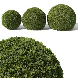 Buxus Sempervirens 02 3D model