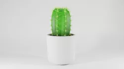 Cactus D 3D model
