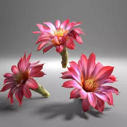 Cactus flower in bloom 3D model