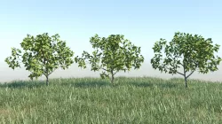 Capsicum annuum 3D Models Animation Loop 3D model