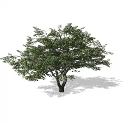 Cherry Tree 3D model
