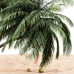 coconut palm tree on beach  tree collection 4 trees in the scene 3D model