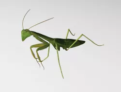 Common praying mantis 3D model