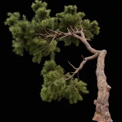 Curved pine tree 3D model