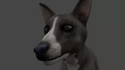 DFOX-008 Rigged Fox 3D model