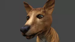 DFOX-010 Rigged Fox 3D model