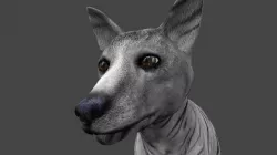 DFOX-011 Rigged Fox 3D model