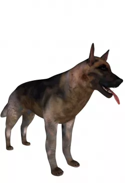 Dog jerry 3D model