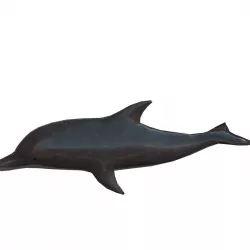 Dolphin 3D Model - Game Ready  Low-poly 3D model