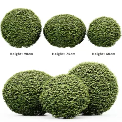 Dwarf Yaupon Holly Shrubs collection 3 Shrubs in the scene 3D model