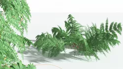 EVERYPlant Common Bracken 01 --21 Models-- 3D model