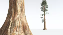 EVERYPlant Giant Redwood LowPoly 12 --11 Models-- Low-poly 3D model