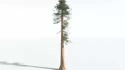 EVERYPlant Giant Redwood LowPoly SINGLE --1 Model-- Low-poly 3D model