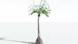 EVERYPlant Noes Medullosa SINGLE --1 Model-- 3D model