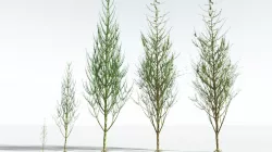 EVERYPlant Ridged Horsetail Tree EXT --24 Models-- 3D model