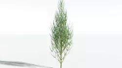 EVERYPlant Ridged Horsetail Tree SINGLE --1 Model-- 3D model