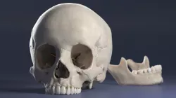 Female Skull 3D model