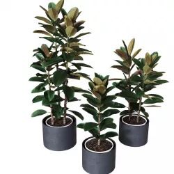 Ficus elastica collection of plants 3D model
