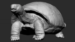 Galapagos Tortoise Sculpt 3D model